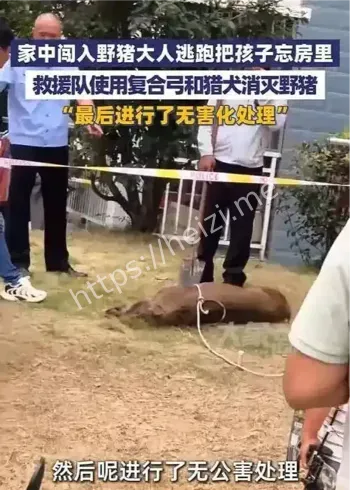 浙江丽水野猪闯入事件